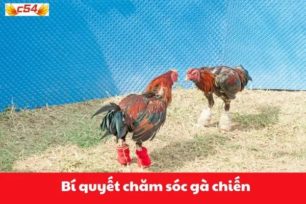 Bí quyết chăm sóc gà chiến