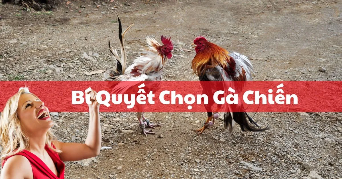 Bí Quyết Chọn Gà Chiến