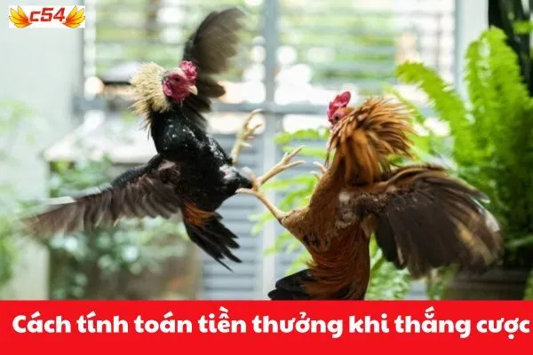 Cách tính toán tiền thưởng khi thắng cược