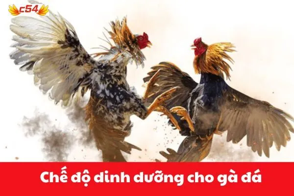 Chế độ dinh dưỡng cho gà đá