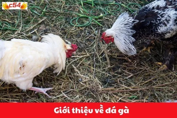 Giới thiệu về đá gà