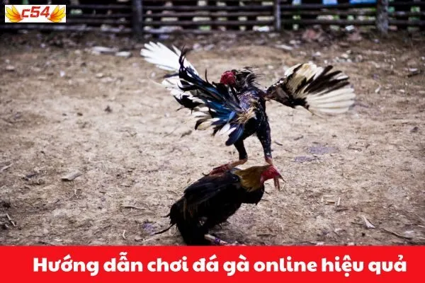 Hướng dẫn chơi đá gà online hiệu quả