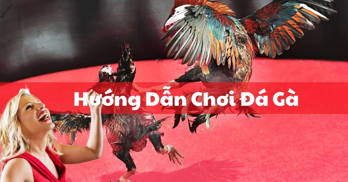 Hướng Dẫn Chơi Đá Gà