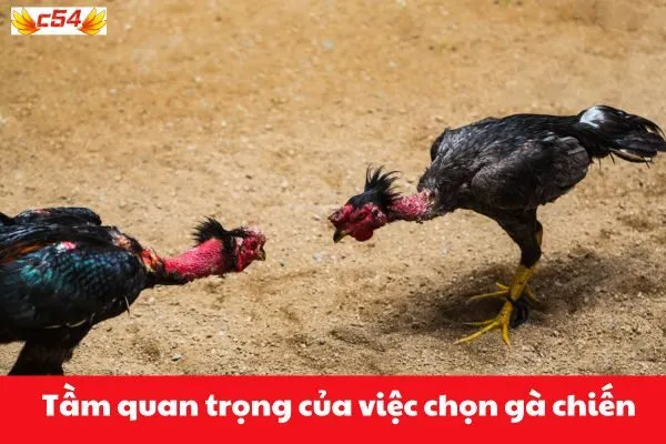 Tầm quan trọng của việc chọn gà chiến