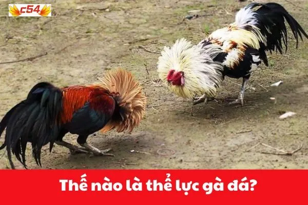 Thế nào là thể lực gà đá?